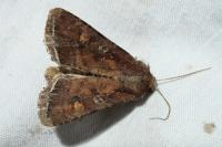 Lacanobia oleracea