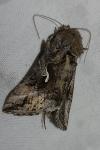 Autographa gamma