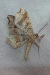 Macaria alternata