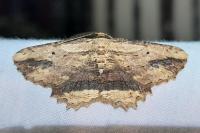 Menophra abruptaria