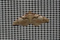 Anticlea derivata