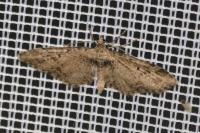 Eupithecia exiguata