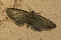 Eupithecia vulgata