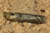 Ancylosis cinnamomella