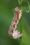 Erannis defoliaria