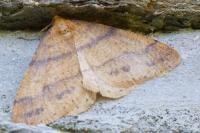 Phigaliohybernia aurantiaria