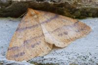 Phigaliohybernia aurantiaria