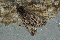 Asteroscopus sphinx