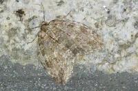 Epirrita