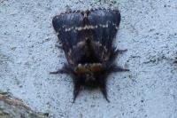 Poecilocampa populi populi