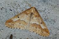 Erannis defoliaria