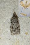 Scoparia ambigualis