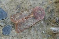 Metopoceras felicina