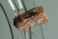 Metopoceras felicina
