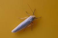 Eilema caniola