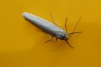 Eilema caniola