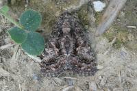 Aedia leucomelas