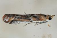 Ancylosis cinnamomella