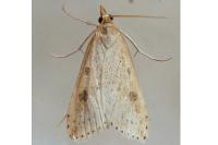 Udea ferrugalis