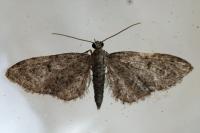Eupithecia indigata
