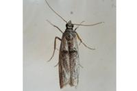 Nephopterix angustella
