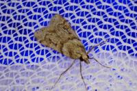 Scoparia ambigualis/basistrigalis