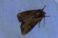 Apamea crenata
