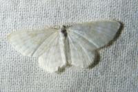 Asthena albulata