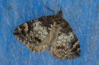 Dysstroma truncata