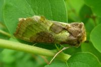 Diachrysia chrysitis