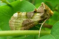 Diachrysia chrysitis