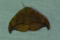 Drepana curvatula