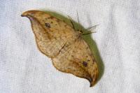 Drepana falcataria