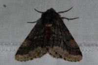 Lycia hirtaria