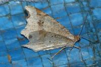Macaria alternata