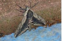 Sphinx ligustri