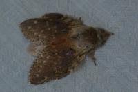 Stauropus fagi