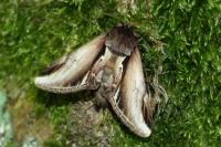 Pheosia gnoma