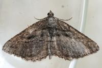 Rhoptria asperaria