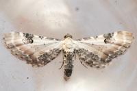 Eupithecia centaureata