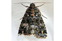 Callopistria latreillei
