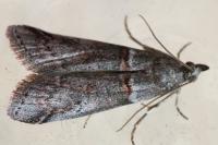 Acrobasis obliqua