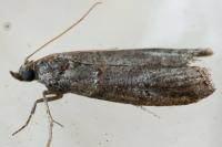 Acrobasis obliqua