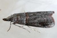 Acrobasis obliqua