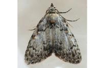 Meganola strigula