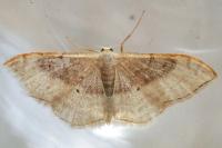 Idaea degeneraria
