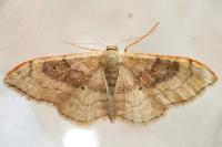 Idaea degeneraria