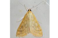 Sitochroa verticalis