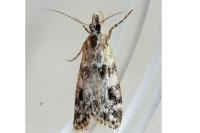 Eudonia delunella