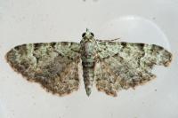 Pasiphila rectangulata